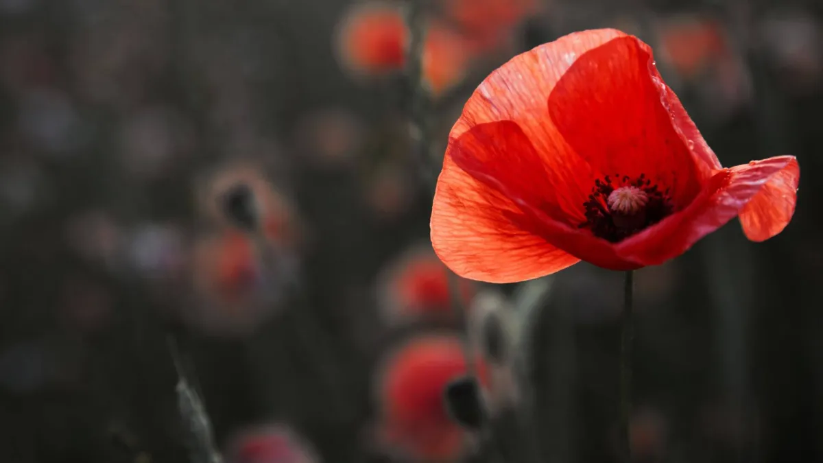 Remembrance Sunday